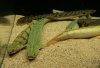 bichir_bichir1_359.JPG
