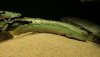 bichir_bichir1_371.JPG