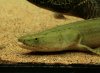 bichir_bichir1_377.JPG