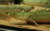 bichir_bichir1_469.JPG