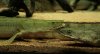 bichir_bichir1_497.JPG