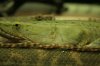 bichir_bichir1_517.JPG