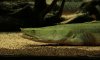 bichir_bichir1_529.JPG