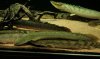 bichir_bichir1_584.JPG