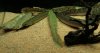 bichir_bichir1_605.JPG