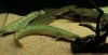 bichir_bichir1_607.JPG