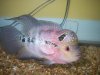 flowerhorn 10-28-08 008.JPG