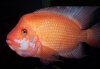 midas-cichlid.jpg