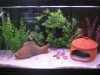 Fish Pictures 004.jpg