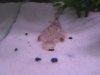 Fish Pictures 005.jpg
