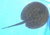 croko1_1005.jpg