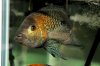 Glass banging Umbee 3.jpg Glass banging Umbee 3.jpg