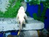 golden pleco stomache 003.JPG golden pleco stomache 003.JPG