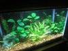 fishtanks 310.jpg