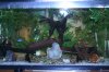 FishesWeek3 070.jpg