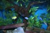FishesWeek3 003.jpg