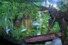 FishesWeek3 109.jpg