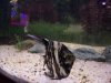 Angelfish 1.jpg