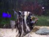 Angelfish 2.jpg