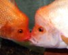 Midas Pair Courting 3.jpg