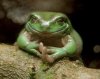 frogsmile.jpg