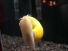 Snail 2.JPG