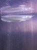 arowana3.jpg
