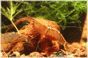 macro_ontorongo_05.gif