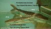 Tiger S species.jpg
