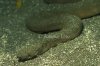 Elephant_Trunk_Snake_01_Bali.jpg