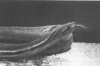 33_4PoughElephantSnake.jpg