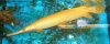 gold gar.jpg