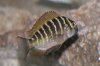 tropheus.jpg