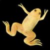 frog_african_clawed_gold.jpg