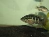 fish 392.jpg