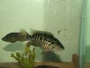 fish 394.jpg