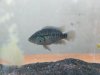 fish 397.jpg