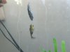 fish 404.jpg