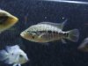 fish 419.jpg