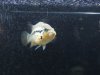fish 420.jpg