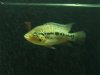 fish 424.jpg