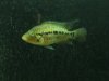 fish 425.jpg