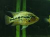 fish 428.jpg