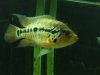fish 429.jpg