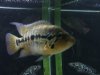 fish 433.jpg