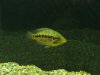fish 413.jpg