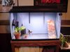 angel breeding tank.jpg