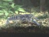 Australian Blue Yabby 5.jpg