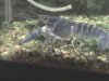 Australian Blue Yabby 2.jpg