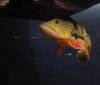 DSC_5920.JPG